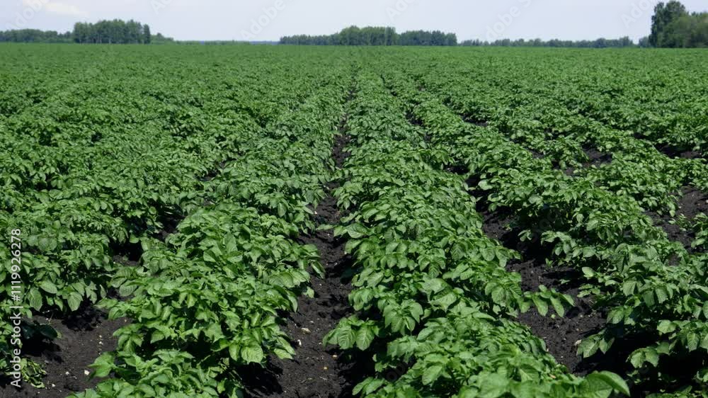 A field of young potatoes. Long shot of potato leaves with inflorescence buds on it A field of young potatoes. Long shot of potato leaves with inflorescence buds on it