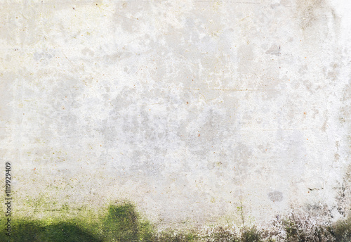 Green moss on cement wall