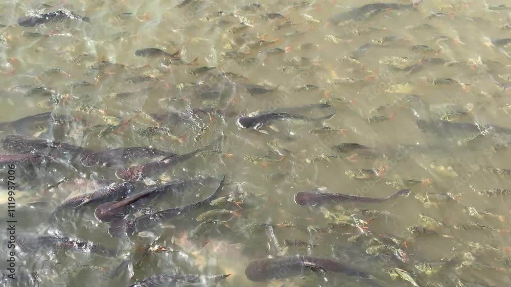 A tranquil pond teeming with life, as fish of various sizes dart and weave through the water. A tranquil pond teeming with life, as fish of various sizes dart and weave through the water.