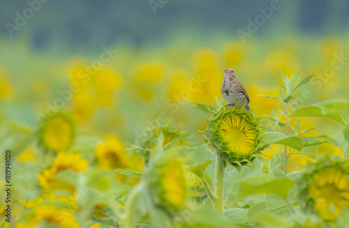 Song Sparrow Perched On Sunflower photo