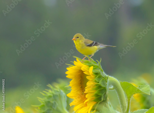 American Gold Finch On Sunflower