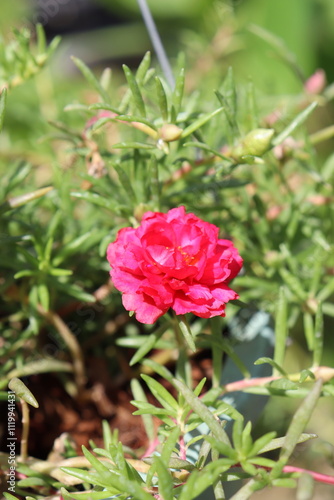 Wallpaper Mural pink red rose small
 Torontodigital.ca