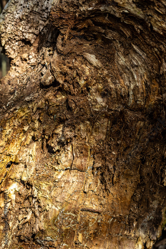 Wallpaper Mural Close-up of a tree bark with rich textures and layers, showcasing natural decay and organic patterns. Sunlight highlights the intricate details of the weathered wood surface. Torontodigital.ca