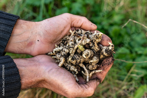 crosnes du Japon fraichement récoltés, photo en extérieur  avec dans les mains de la personne une belle poignée de crosnes du Japon fraichement récoltés