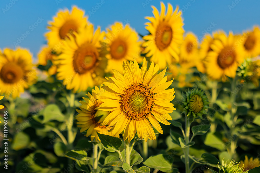 Close-up of sunflowers in agricultural field at sunrise with a clear sky. Close-up of sunflowers in agricultural field at sunrise with a clear sky.