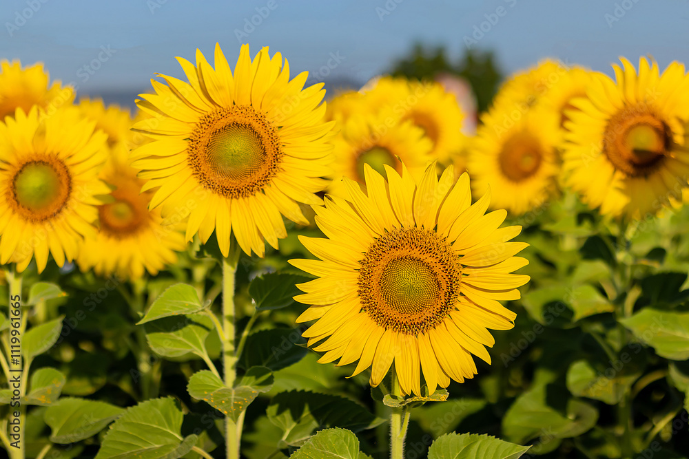 Close-up Sunflowers in a field of agriculture at sunrise. Close-up Sunflowers in a field of agriculture at sunrise.