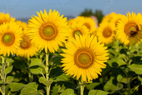 Close-up Sunflowers in a field of agriculture at sunrise.