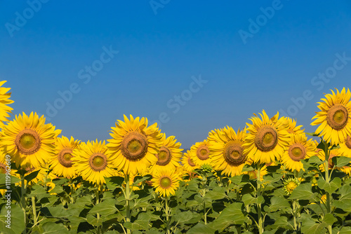 Close-up of sunflowers in agricultural field at sunrise with a clear sky.