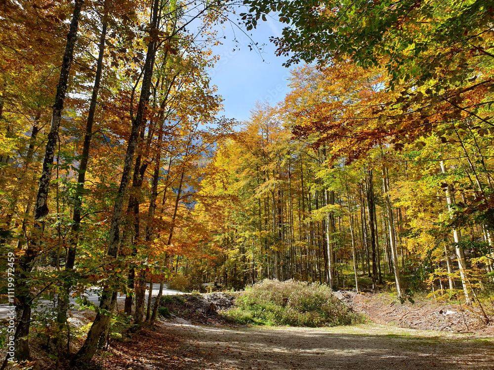 bright orange color trees at sunny day at Logar valley - Slovenia