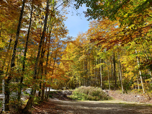 Obraz na płótnie bright orange color trees at sunny day at Logar valley - Slovenia w salonie