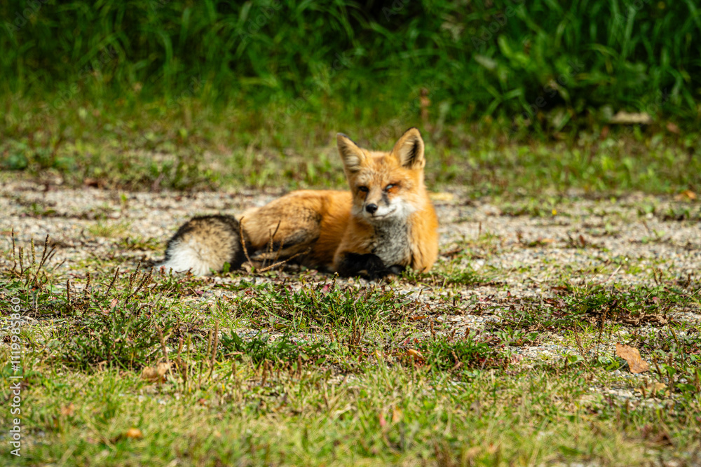 A fox is laying down in the grass A fox is laying down in the grass