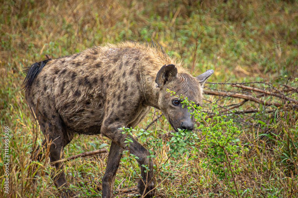 hyène tachetée dans le Parc National Kruger, Afrique du Sud hyène tachetée dans le Parc National Kruger, Afrique du Sud