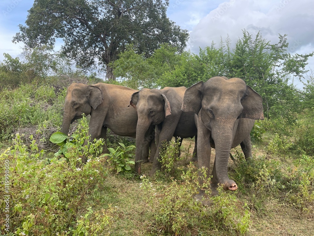 elephants in the wild elephants in the wild