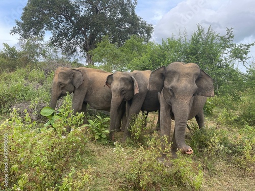Photography elephants in the wild