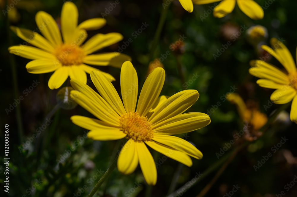 Obraz premium Vibrant yellow flowers bask in the sunlight during a warm spring afternoon