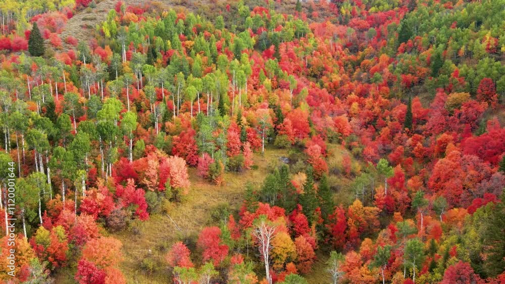 Flying over a mountainside forest in Wyoming covered with trees turning their fall colors Flying over a mountainside forest in Wyoming covered with trees turning their fall colors