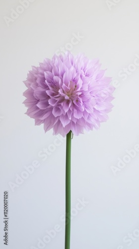 Purple allium bloom close-up nature background plant indoor setting artistic perspective floral concept for seo impact