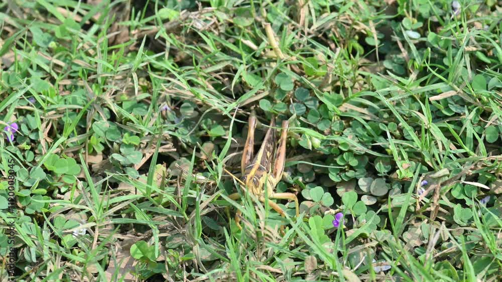 Grasshopper in the field. Its other names Schistocerca americana, American grasshopper, and American bird grasshopper. This is a species of in the family Acrididae. It is native to North America. Grasshopper in the field. Its other names Schistocerca americana, American grasshopper, and American bird grasshopper. This is a species of in the family Acrididae. It is native to North America.