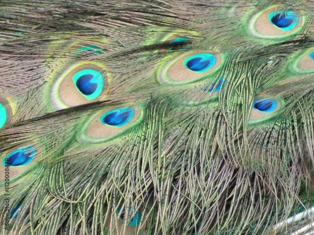 Fototapeta premium peacock feather closeup