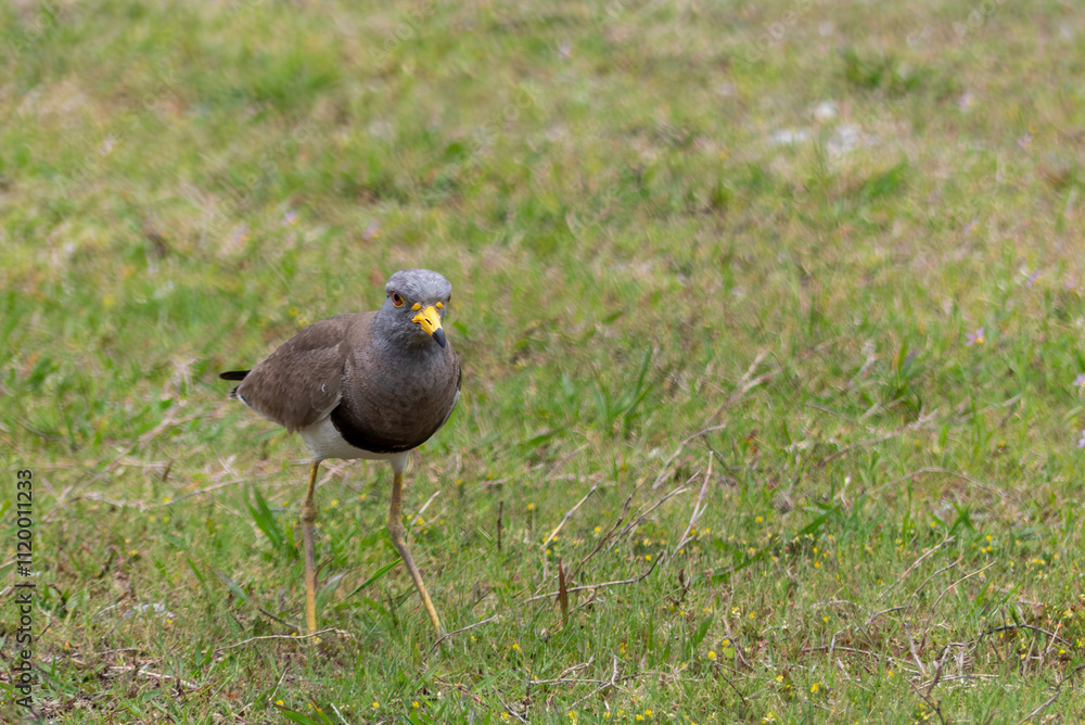 Fototapeta premium けたたましい声で近づくものを攻撃するケリ