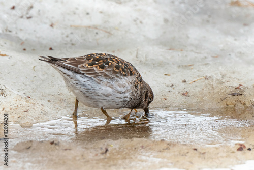 Pluvier doré,.Pluvialis apricaria, European Golden Plover photo