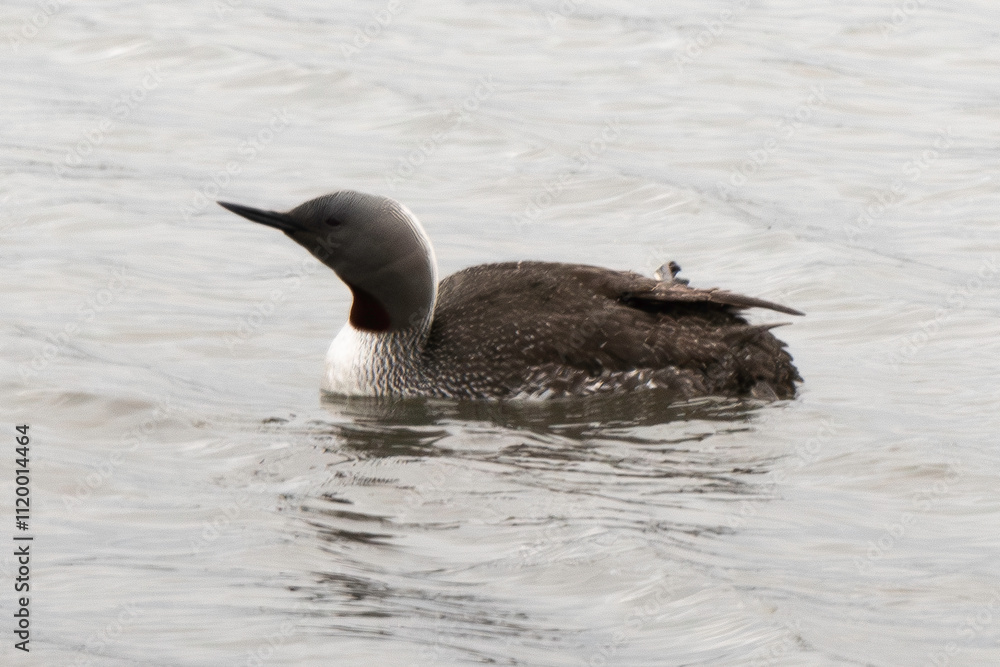Fototapeta premium Plongeon catmarin,.Gavia stellata, Red throated Loon, Spitzberg, Svalbard, Norvège
