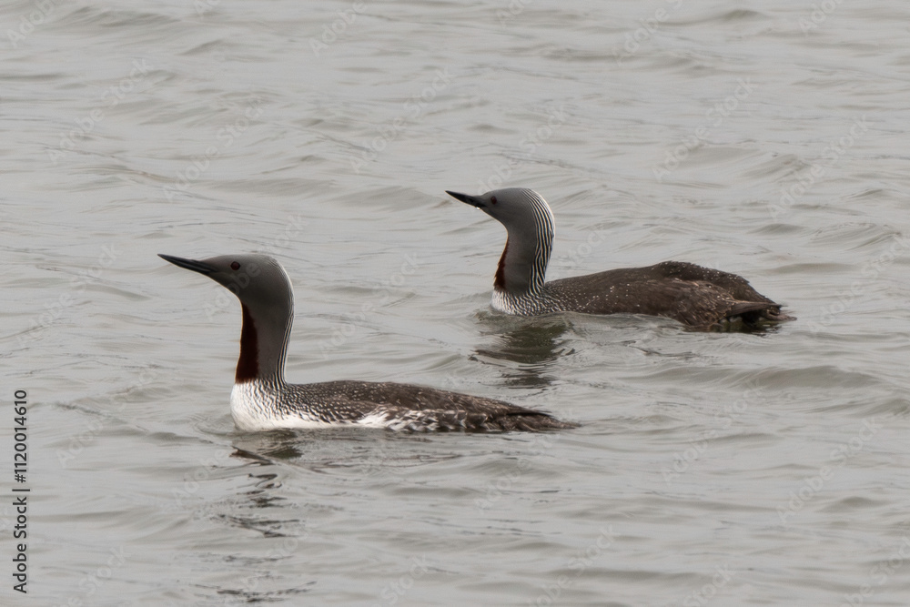 Fototapeta premium Plongeon catmarin,.Gavia stellata, Red throated Loon, Spitzberg, Svalbard, Norvège