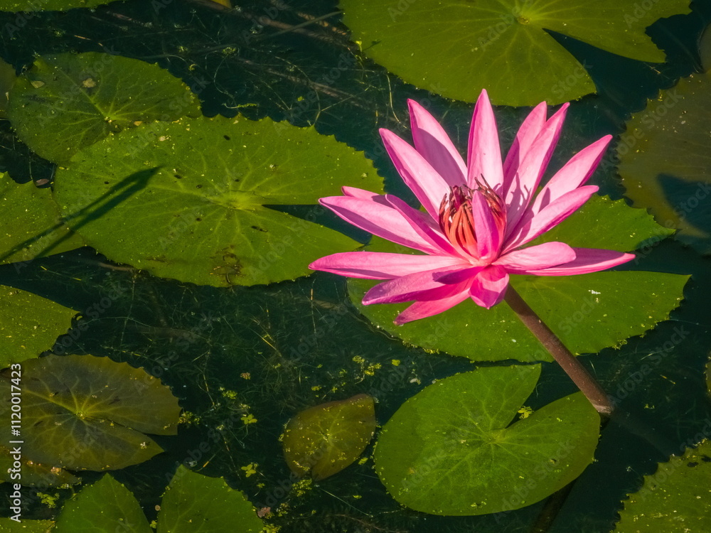 Beautiful lily lotus flower in a pond Beautiful lily lotus flower in a pond