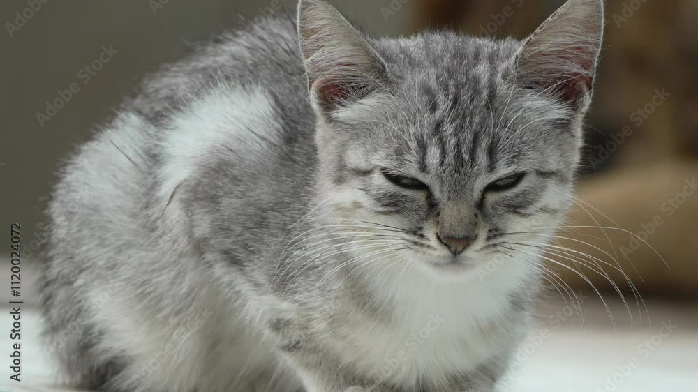 Cat Kitten Grey Sitting Indoors Close Up Portrait Cat Kitten Grey Sitting Indoors Close Up Portrait