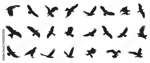 Eagle icons flying with spread wings. Editable Vector birds of prey or predatory birds. Raptor eagle, falcon or hawk. Eagles Silhouette flying.