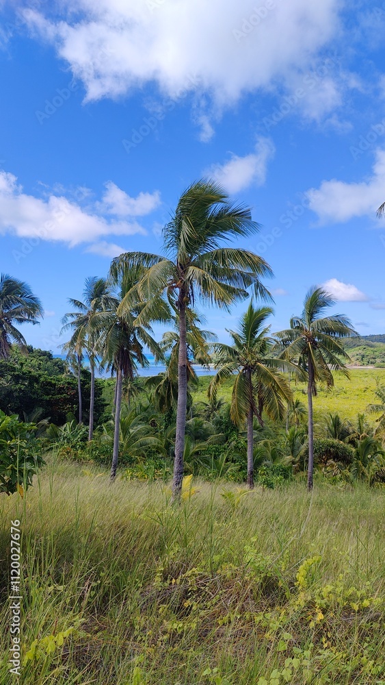 The green palm trees and mangroves along the turquoise Pacific Ocean at a paradise island in Fiji The green palm trees and mangroves along the turquoise Pacific Ocean at a paradise island in Fiji