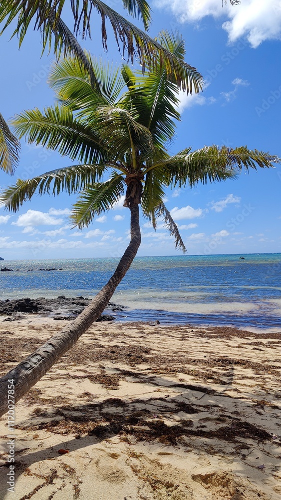 The green palm trees and mangroves along the turquoise Pacific Ocean at a paradise island in Fiji The green palm trees and mangroves along the turquoise Pacific Ocean at a paradise island in Fiji