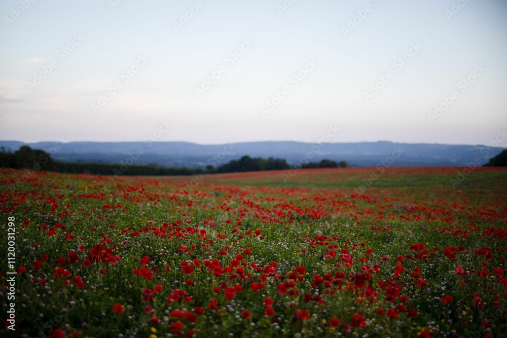 Poppy Poppy
