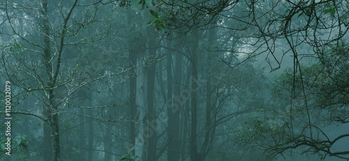 blurred mysterious jungle landscape, trunks deciduous rainforest, tropical trees, mystical background for designer, concept getting lost poor visibility, nature protection, ecological balance, travel