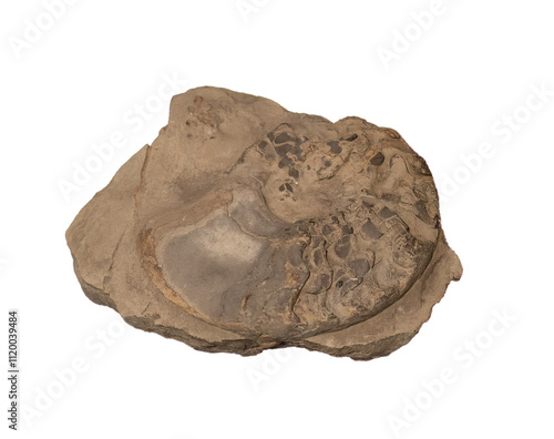 fossil of ammonite in the stone on white, isolated photo