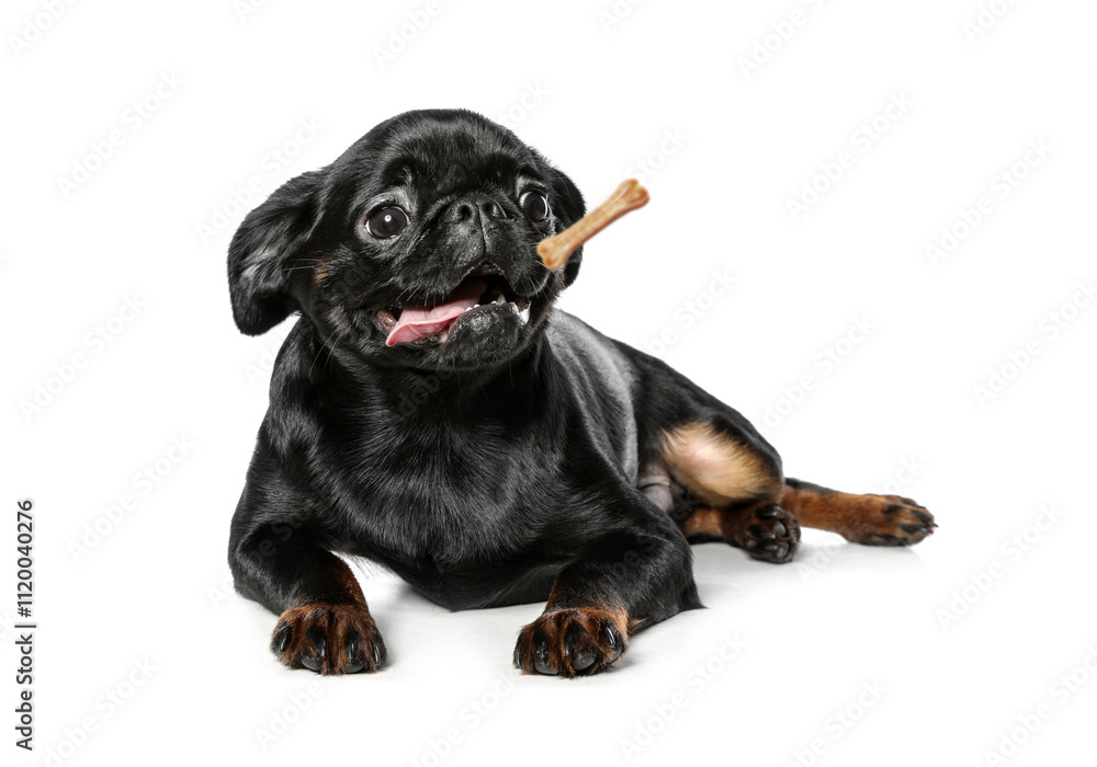 Cute dog and flying chew bone on white background. Pet care Cute dog and flying chew bone on white background. Pet care