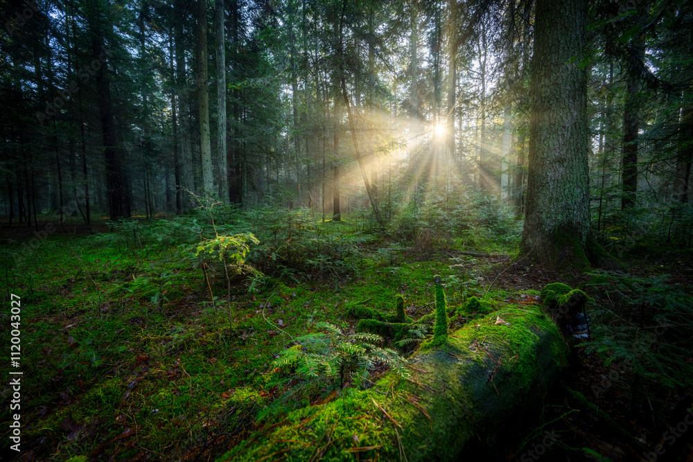 Beautiful sunny morning in the forest Beautiful sunny morning in the forest