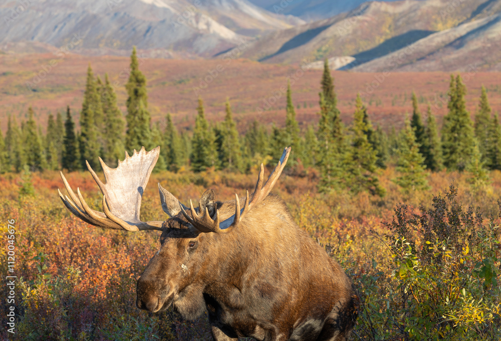 Alaska Yukon Bull Moose in Denali National Park Alaska in Autumn Alaska Yukon Bull Moose in Denali National Park Alaska in Autumn