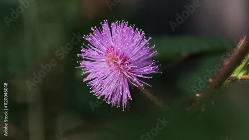 Close-up of a sensitive plant flower