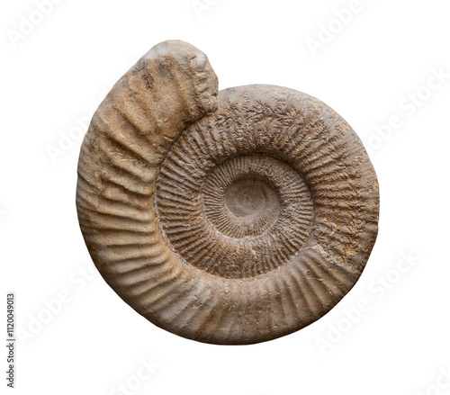 fossil of ammonite in the stone on white, isolated. photo