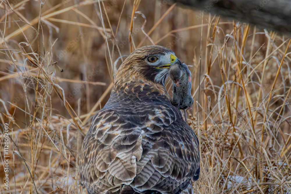red tailed hawk red tailed hawk