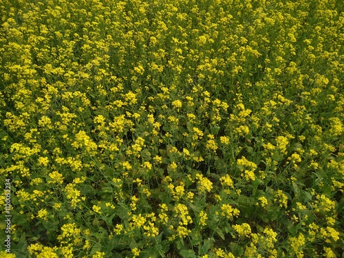 field of yellow dandelions