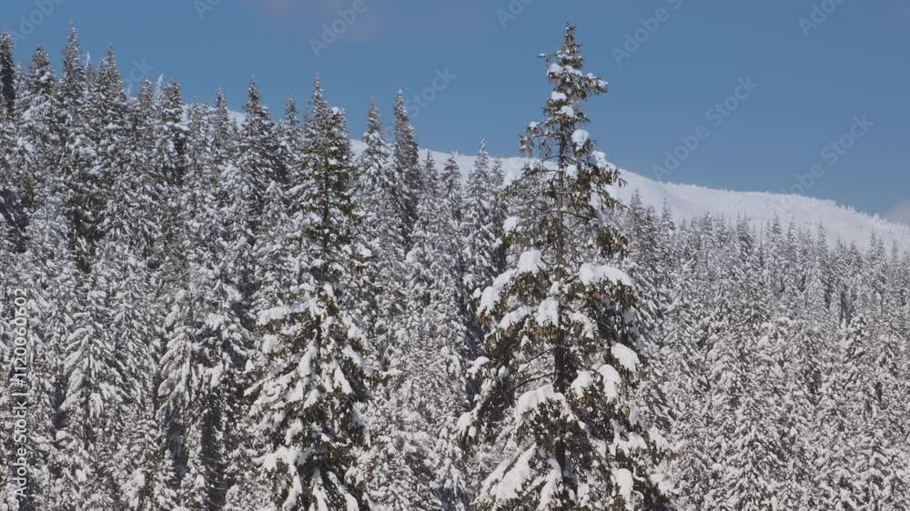Snowy evergreen forest with a mountain backdrop under a clear blue sky Snowy evergreen forest with a mountain backdrop under a clear blue sky