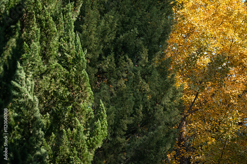 Layered green and yellow foliage forests in the fall.