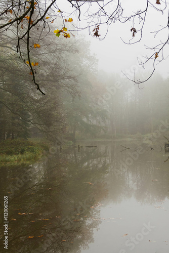 Niewielki staw w mglisty jesienny poranek. Brzegi stawu porośnięte są wysoką trawą. Wśród drzew unosi się gęsta mgła. photo