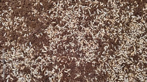 Top view black soldier fly larvae in coconut coir on plastic box.