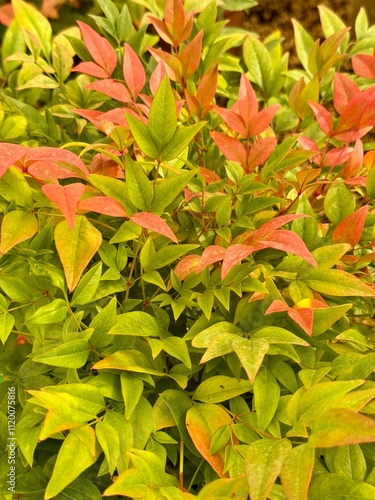 Very colourful evergreen shrub with a pale bronze green colour that will turn deep red in autumn Nandina domestica 'Gulf Stream', Sacred bamboo, 