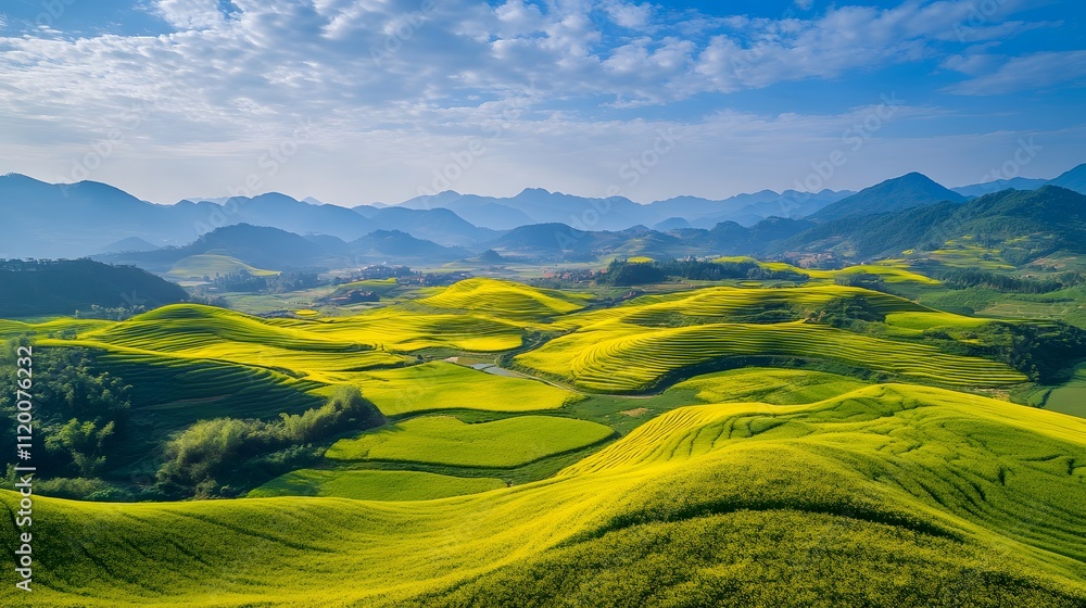 Obraz premium The blue sky and white clouds cover the rapeseed flower field, creating a magnificent scene of yellow flowers blooming on undulating green hills under bright sunshine