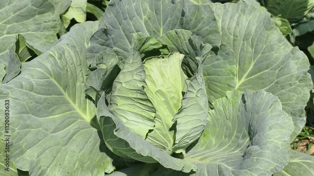 Fresh cabbage in the garden Fresh cabbage in the garden