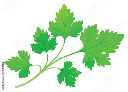 coriander-leaves---------on-white-background.eps